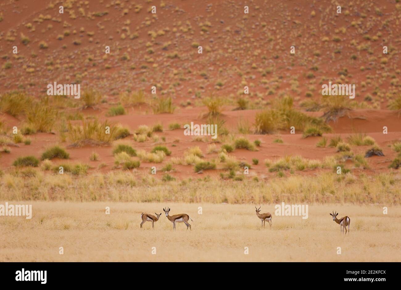 Springbuck o Gacela saltarina, Sossus Vlei, Sesriem, Parque Nacional Namib Naukluft, Desierto del Namib, Namibia, Afirca Stock Photo