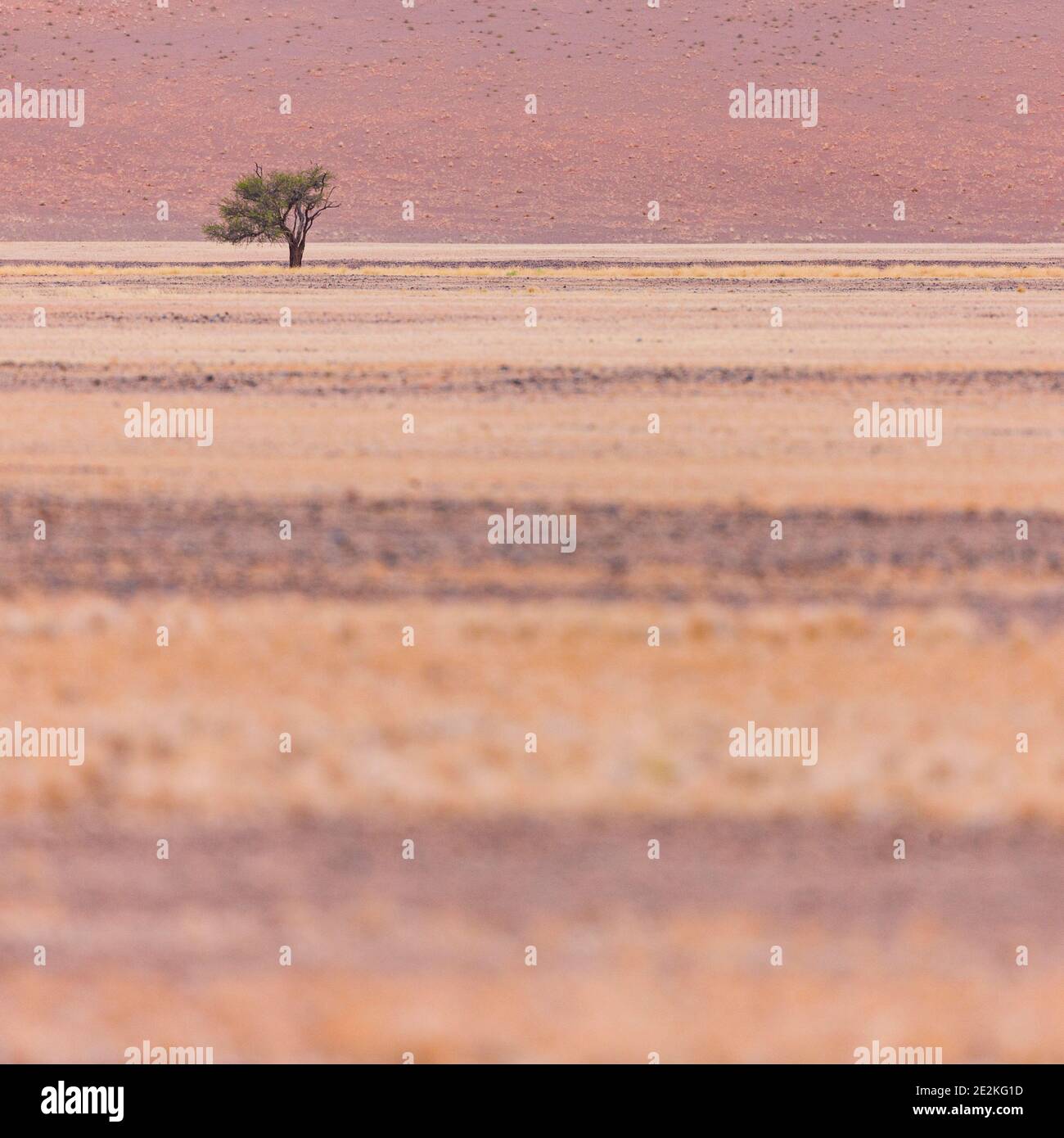 Sossus Vlei, Sesriem, Parque Nacional Namib Naukluft, Desierto del Namib, Namibia, Afirca Stock Photo