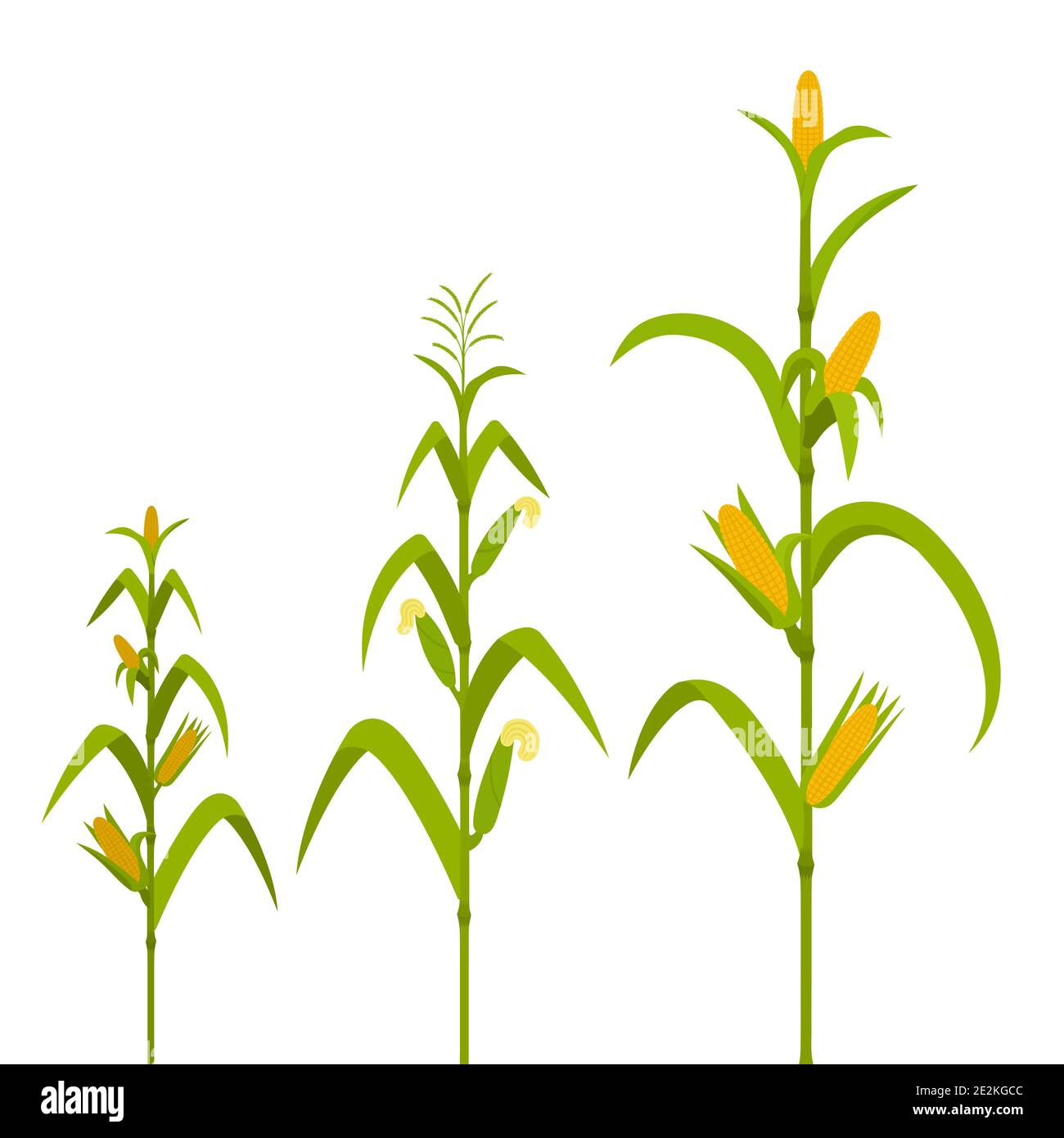 Corn Plant Growth Stages