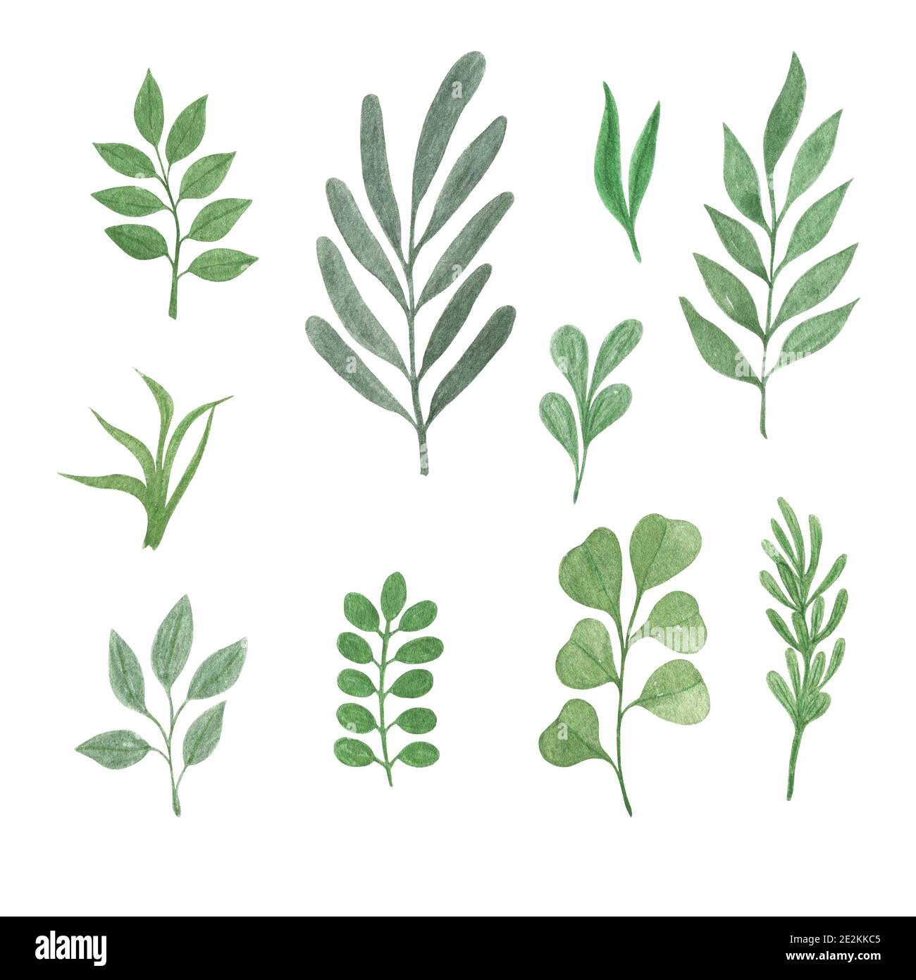 picture Botanical Simple Flower Illustration https www alamy com watercolor simple green leaves set hand drawn botanical floral illustration for any design purposes can be used for different design purposes image397500101 html