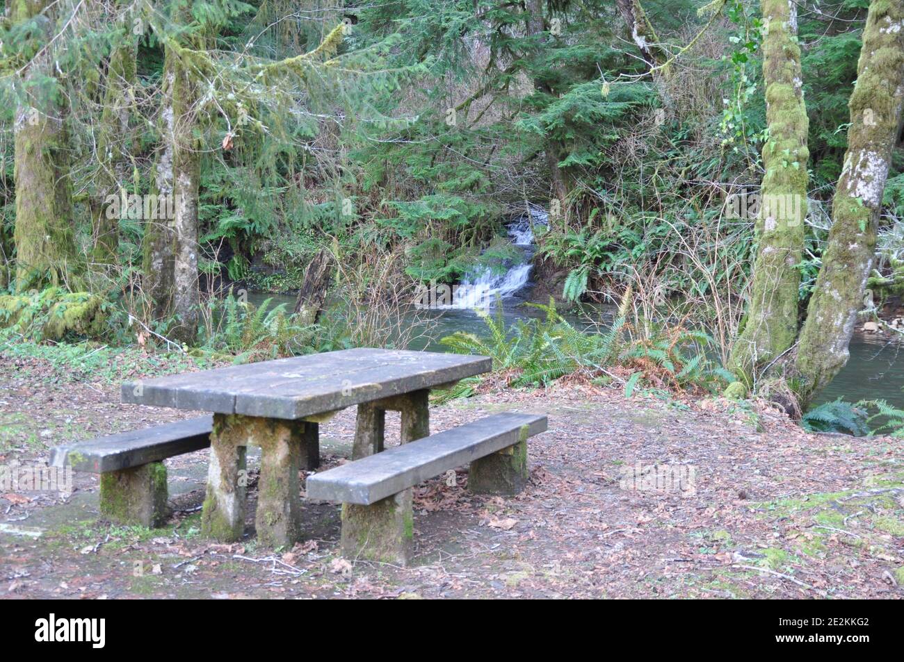 Picnic table among the Redwoods Stock Photo