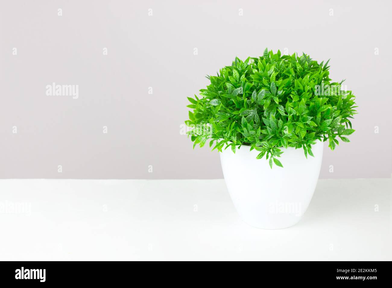 Green grass in white flower pot. Potted house plants on white table against pink wall. Minimal Green nature Stock Photo