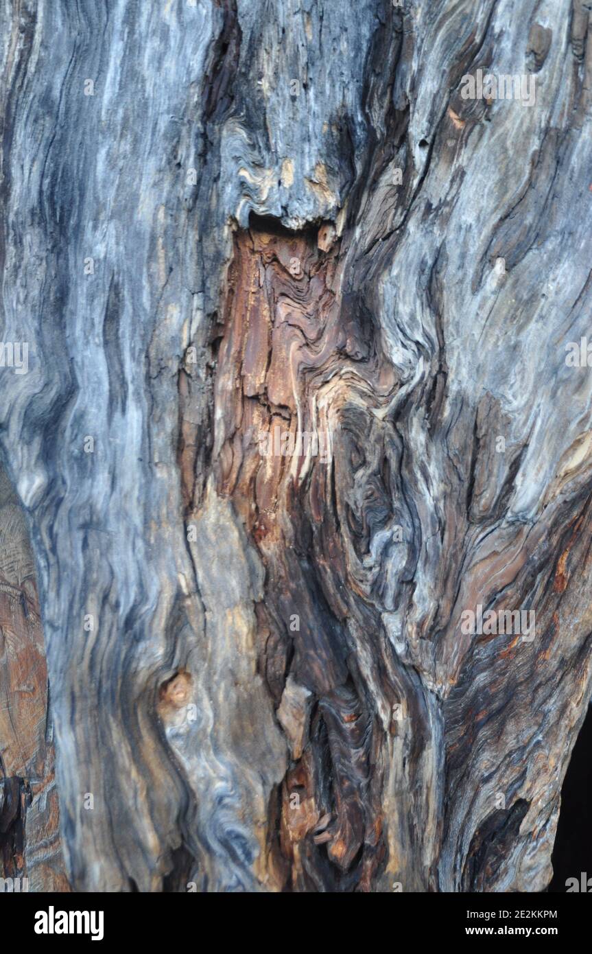 Wood with texture, patterns and mold Stock Photo