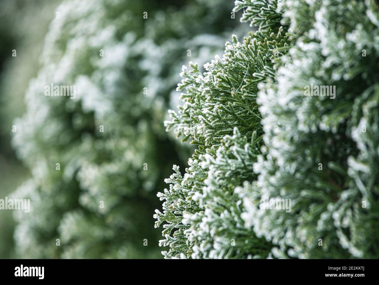 Backyard Garden All Seasons Green Thuja During Winter Time Extreme Low Temperatures. Plants Covered by Ice and Snow. Gardening and Landscaping Theme. Stock Photo
