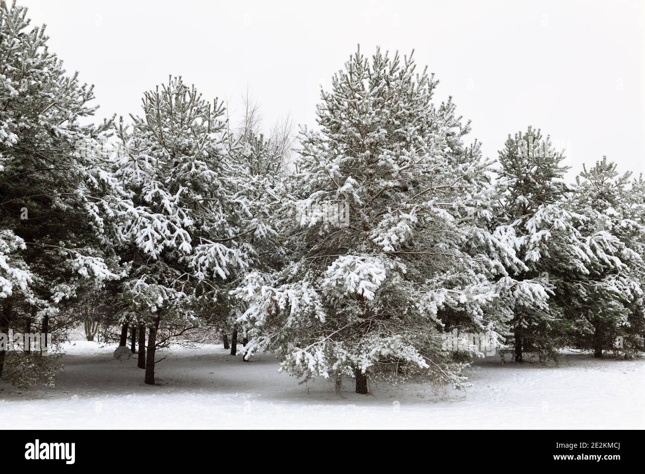 Winter snowy pine forest hi-res stock photography and images - Alamy