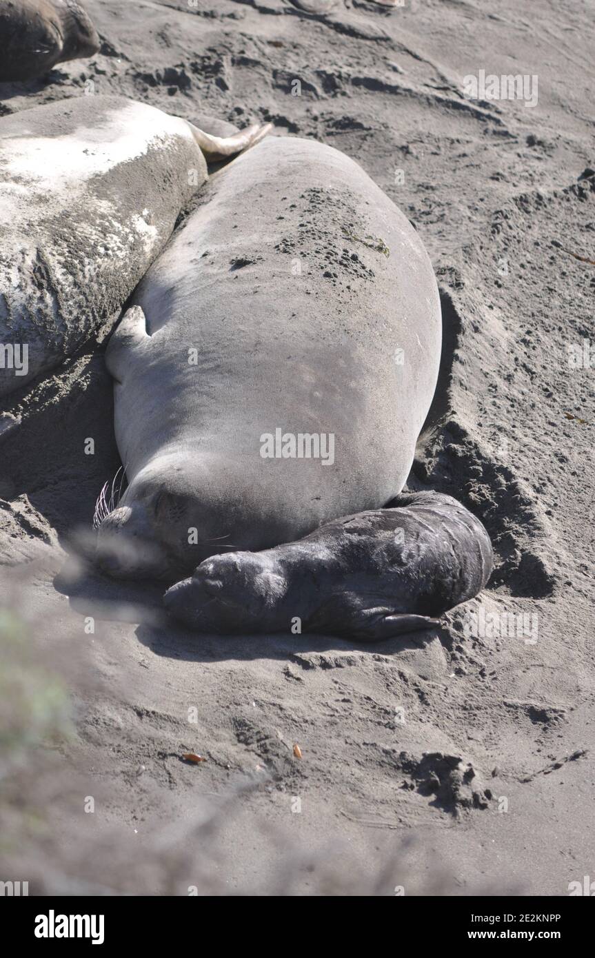 Piedras Blancas Elephant Seal Rookery sits just off Highway Stock Photo