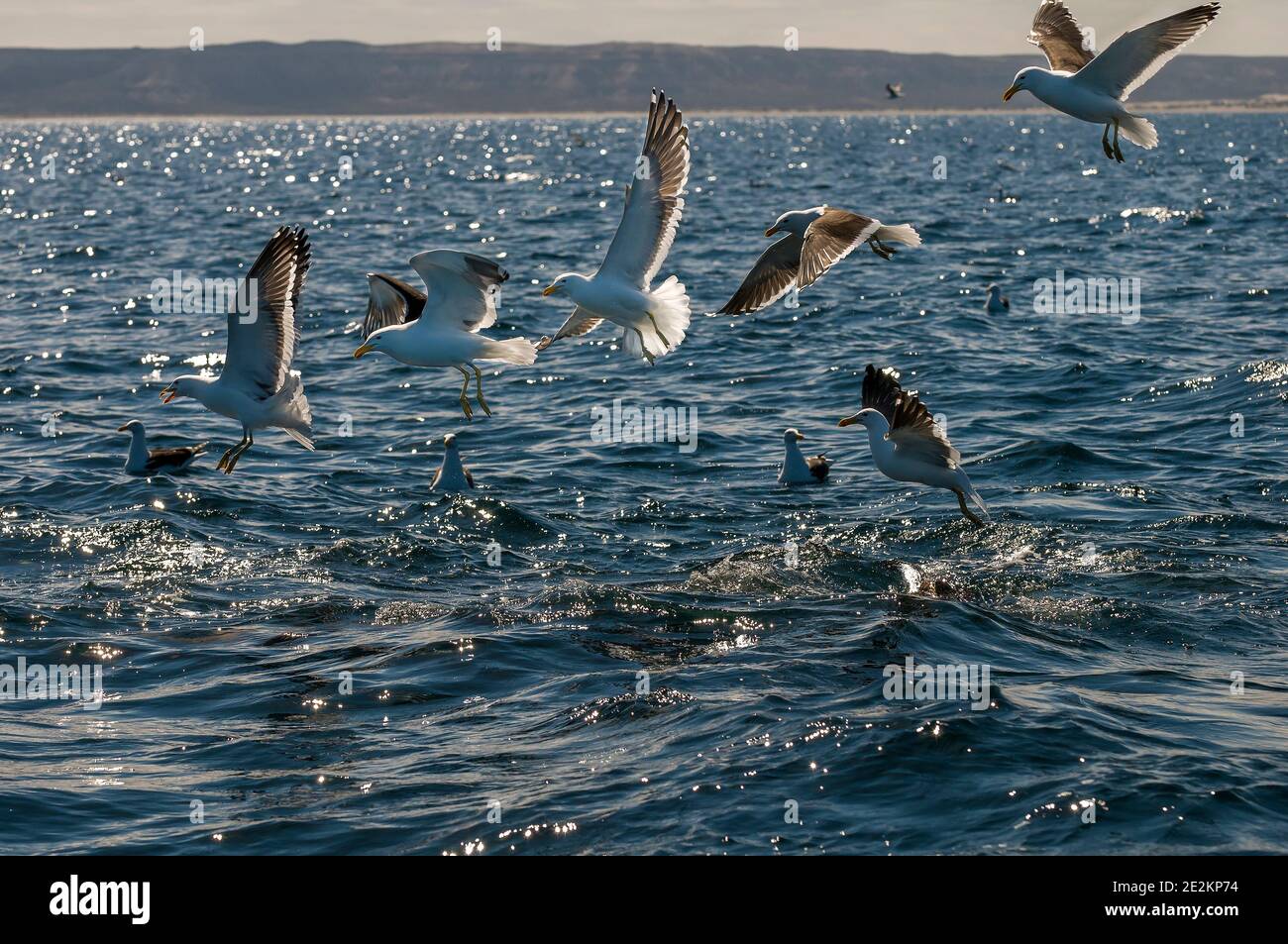 Kelp Gull, Patagonia, Argentina Stock Photo