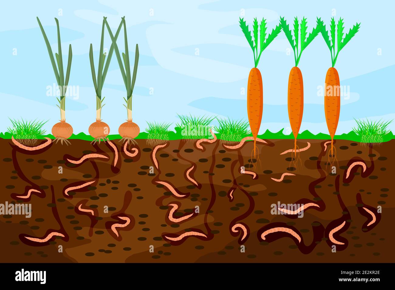 Ground cutaway with earthworms and vegetable. Illustration of earthworms in garden soil.Air and water passage in the soil created by earthworms.Vector Stock Vector