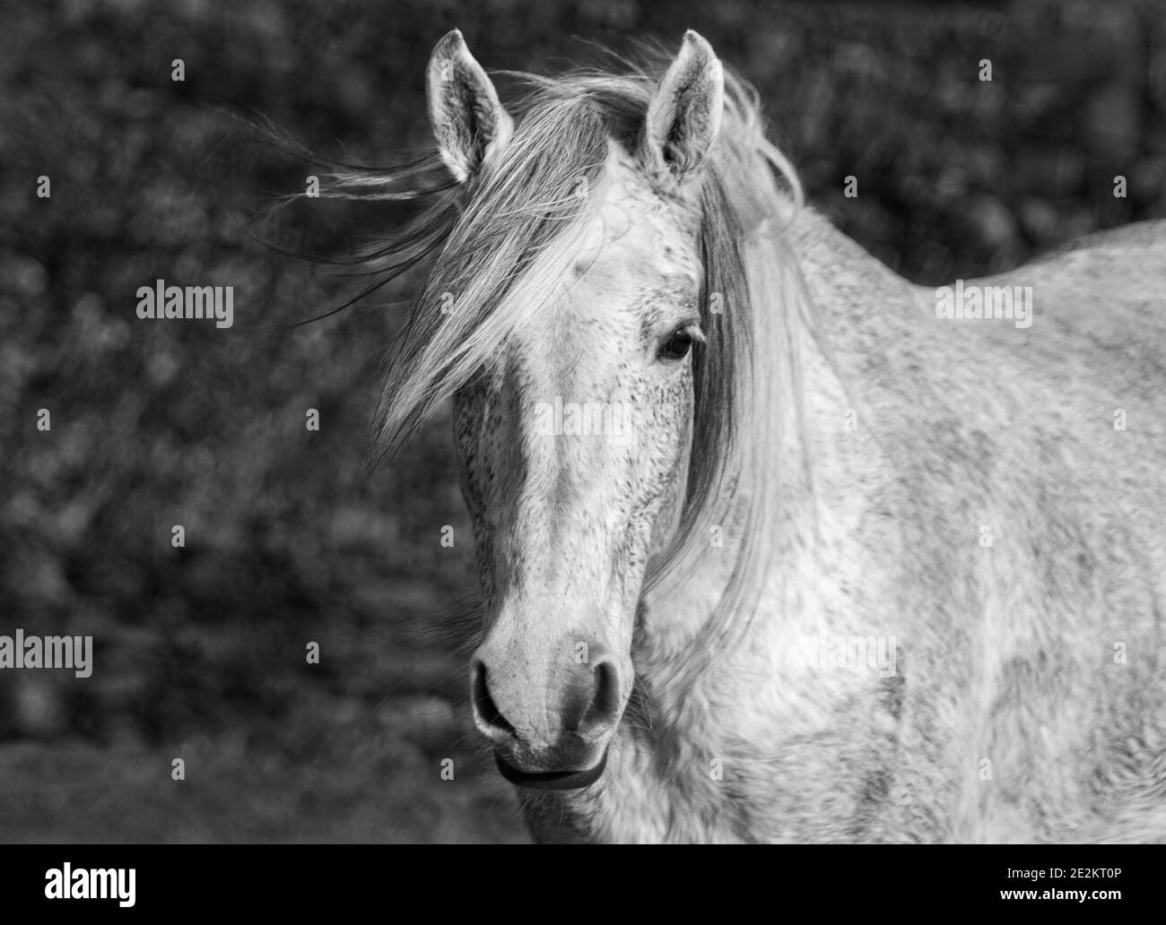 Lusitano horse in black and white, Portugal, majestic and beautiful, mane in the wind. Stock Photo