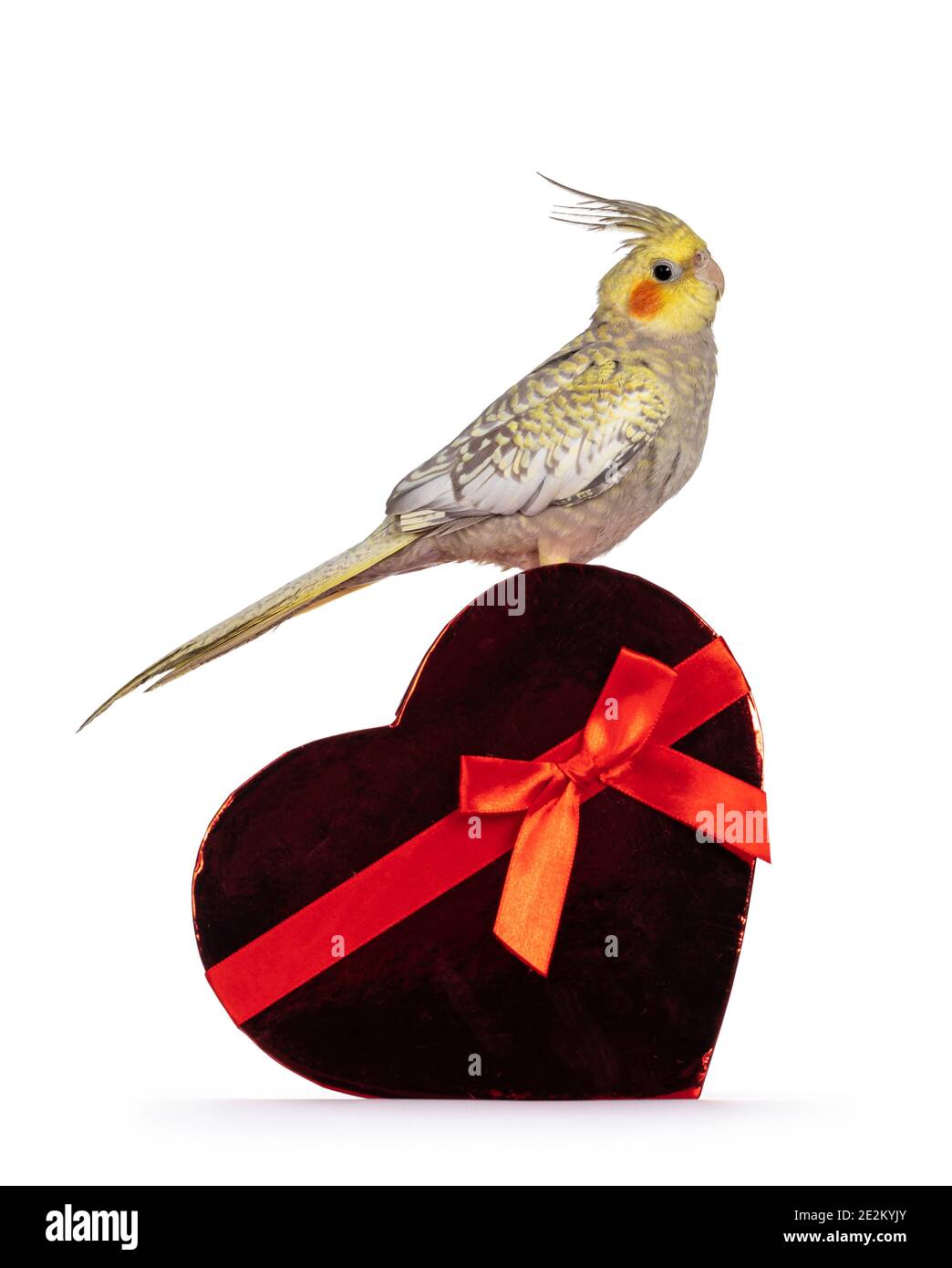 Female Cockatiel bird aka Nymphicus hollandicus, sitting side ways on a red heartshaped box