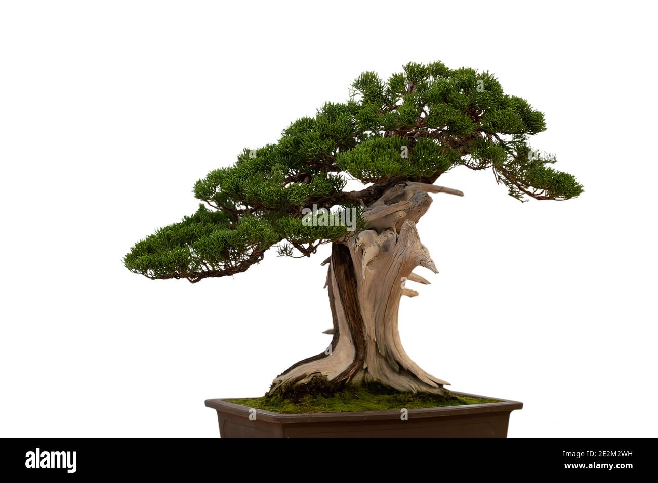 Bonsai tree in ceramic flower pot isolated on white background ...