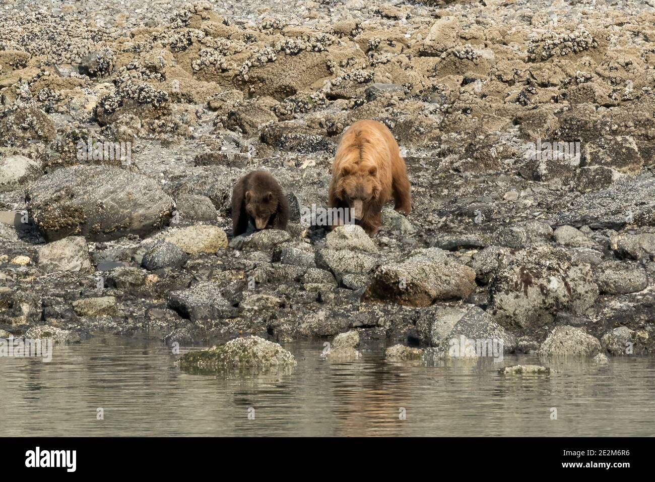 A coastal brown or grizzly bear (Ursus arctos horribilis) mother and cub search for food along the ocean shore in Alaska. Stock Photo