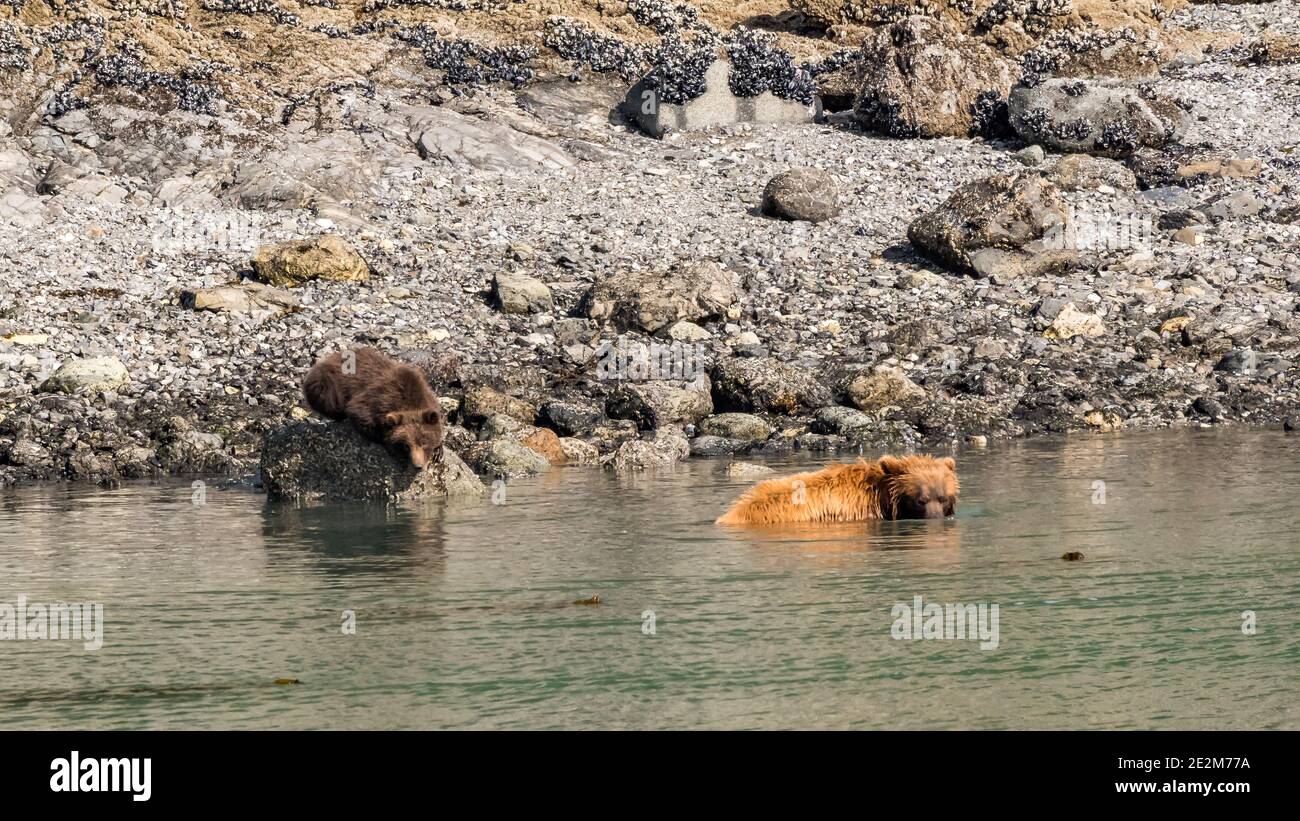A mother grizzly bear (Ursus arctos horribilis) escapes the unusual Alaskan heat by wading in the ocean while her cub watches from a perch on a rock. Stock Photo