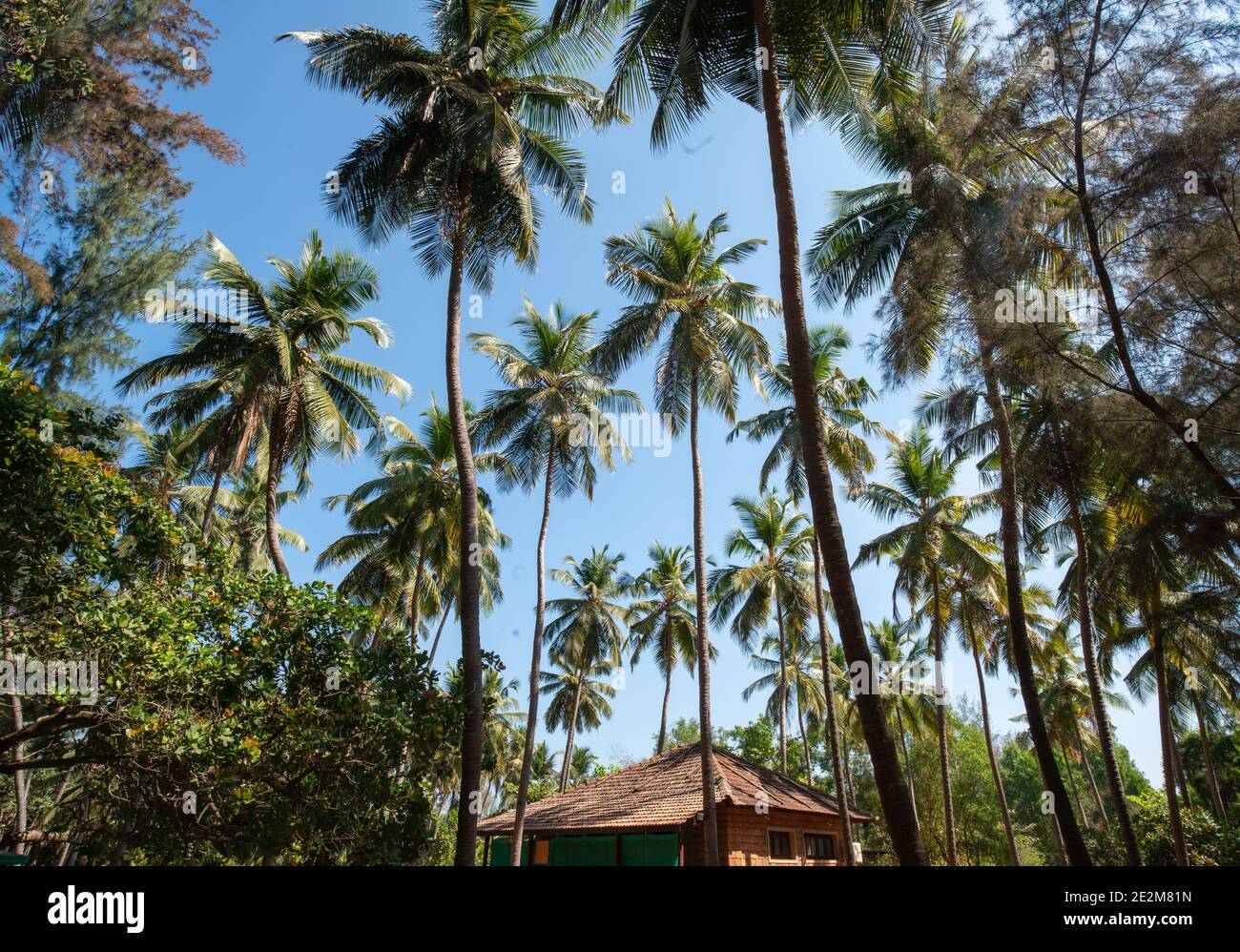 Amazing Coconut Palm trees In Goa (Karnataka, Kerala) state of India
