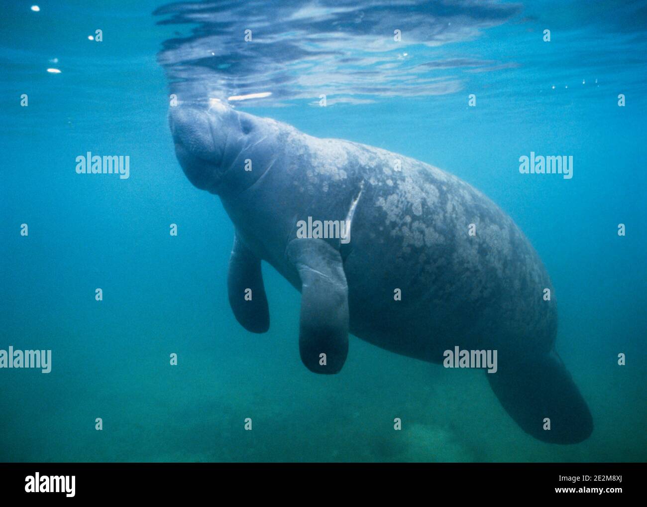 1980s SINGLE MATURE WEST INDIAN MANATEE Trichechus manatus A SOLITARY MARINE MAMMAL SWIMMING UNDERWATER FLORIDA USA - cz00592 CAM001 HARS OLD FASHIONED Stock Photo