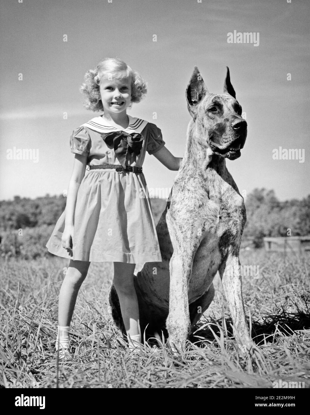 1950s SMALL BLONDE GIRL WEARING A DRESS STANDING WITH LARGE BRINDLE COAT GREAT DANE DOG HER HAND RESTING ON HIS BACK - d4223 HAR001 HARS BEST GREAT JOY LIFESTYLE FEMALES COPY SPACE FRIENDSHIP FULL-LENGTH PETS CONFIDENCE DANE B&W RESTING SIZE HAPPINESS MAMMALS HIS PROTECTION CANINES DIFFERENCE POOCH CONNECTION BREED COMPANION FRIENDLY GENTLE GIANT BRINDLE CANINE COOPERATION GROWTH HUGE JUVENILES MAMMAL TOGETHERNESS BIG AND LITTLE BLACK AND WHITE CAUCASIAN ETHNICITY GENTLE GREAT DANE HAR001 LARGE AND SMALL OLD FASHIONED Stock Photo