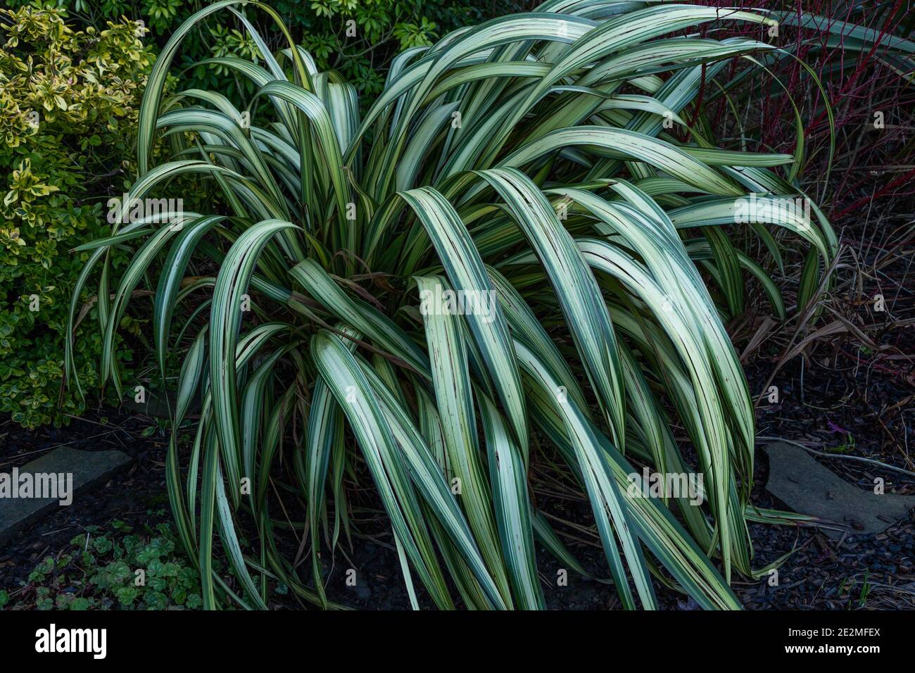 Phormium 'yellow wave' New Zealand Flax Stock Photo Alamy