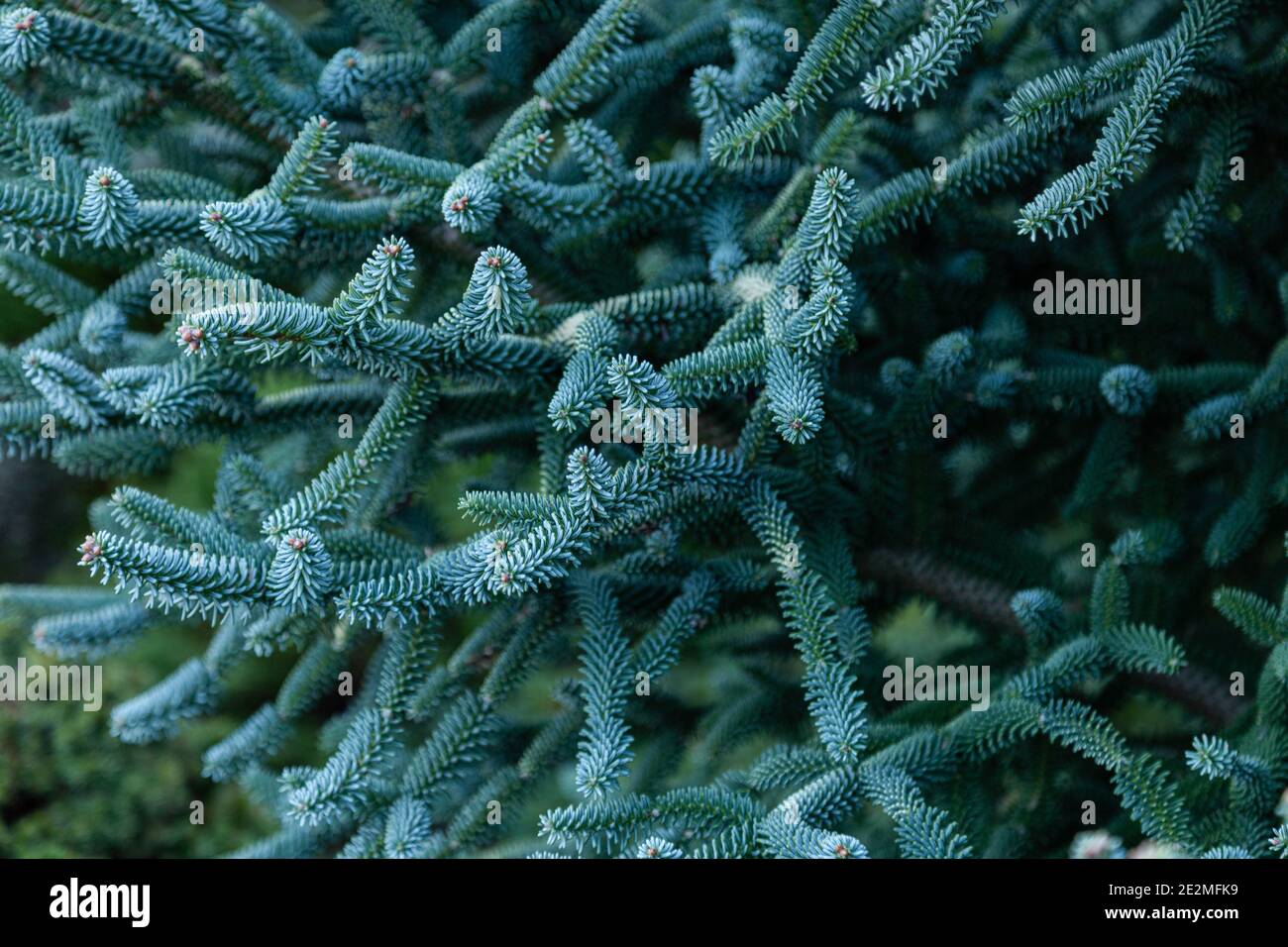 Blue Spanish Fir tree close up. (Abies Pinsapo Glauca). The pine needles are a blue/green colour with red flowers just starting to form at the tips. Stock Photo