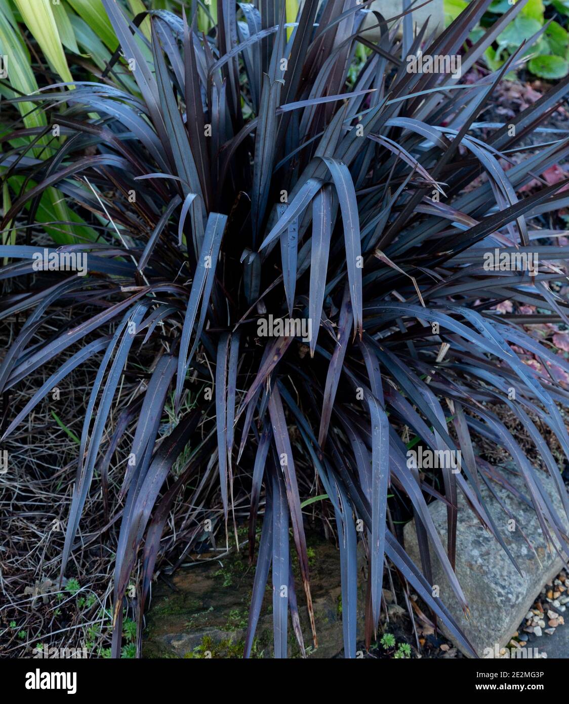 Black Mondo Grass (Ophiopogon planiscapus Nigrescens) in winter (UK). Stock Photo