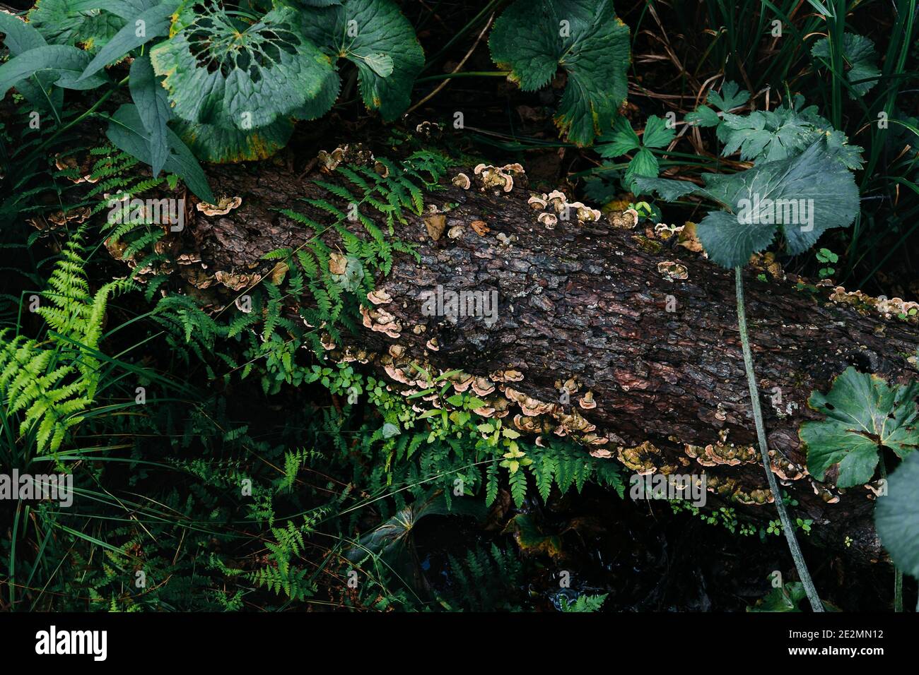 Tree trunk among green vegetation foliage in summer forest as natural environment background. Stock Photo
