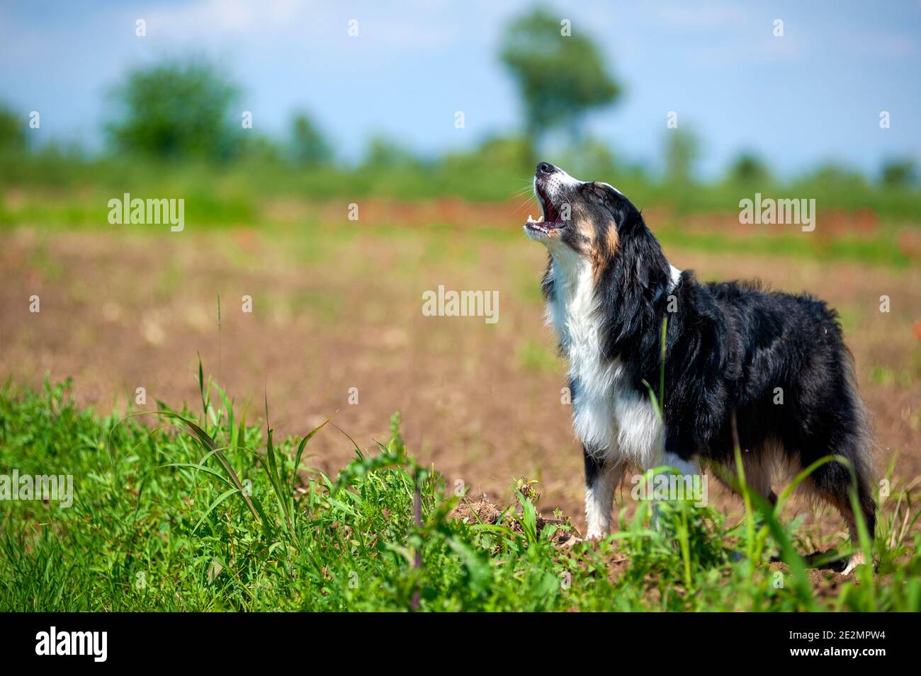Australian Shepherd dog barking or howling. Dog is in the countryside and barking out loud Stock Photo