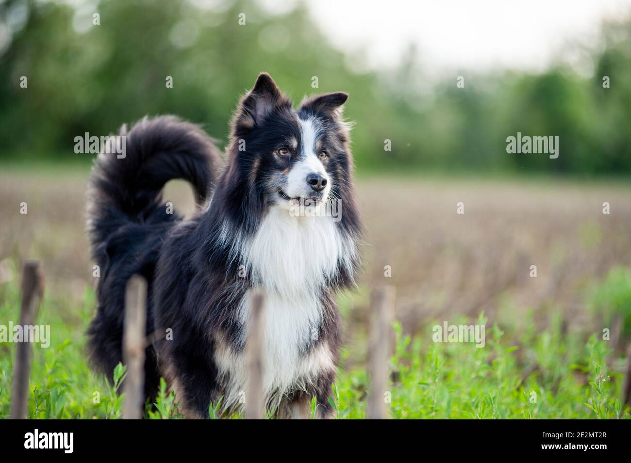 Black tricolor Australian Shepherd dog with majestic expression standing in a country field. Dog has long tail up and very long coat Stock Photo