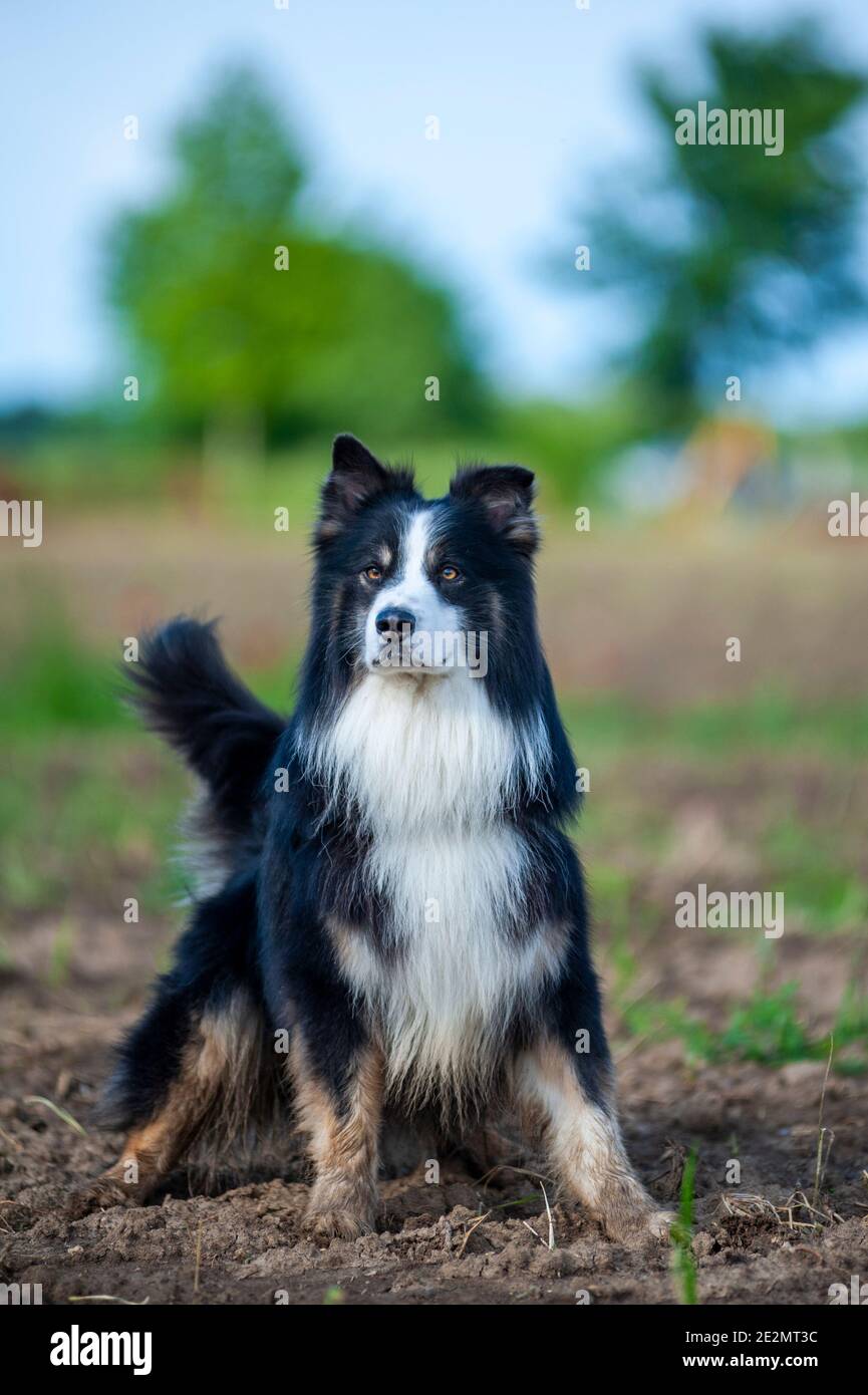 Black tricolor Australian Shepherd dog with majestic expression standing in a country field. Dog has long tail up and very long coat Stock Photo