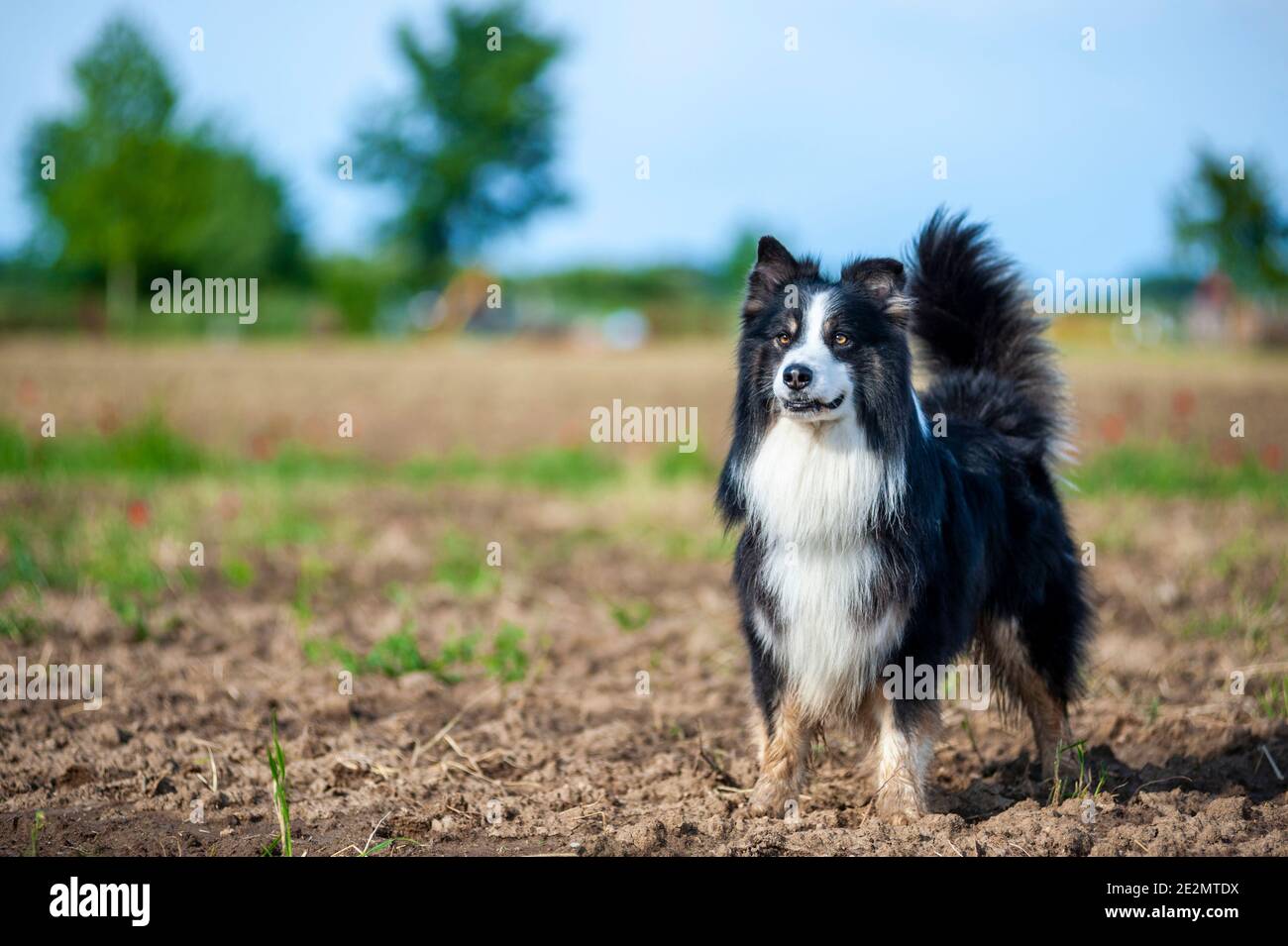 Black tricolor Australian Shepherd dog with majestic expression standing in a country field. Dog has long tail up and very long coat Stock Photo