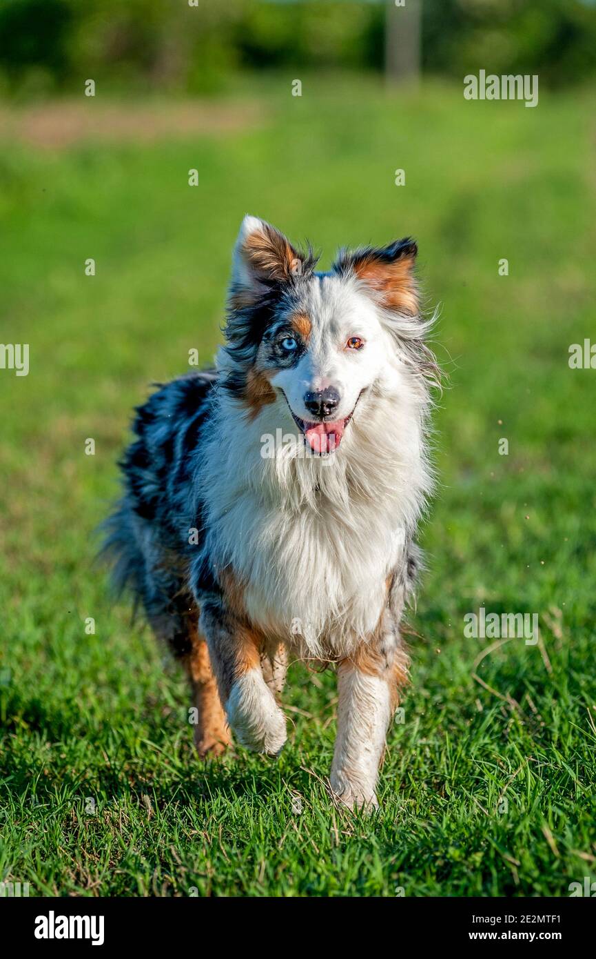 Merle tricolor Australian Shepherd dog with one blue eye is walking in ...
