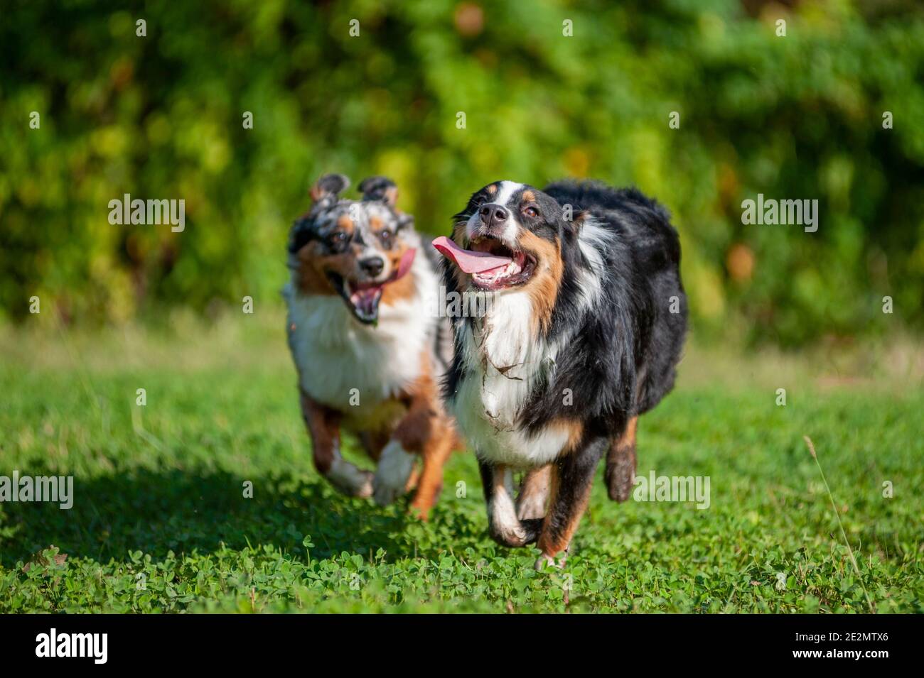 Two Australian Shepherd dogs are running and playing together