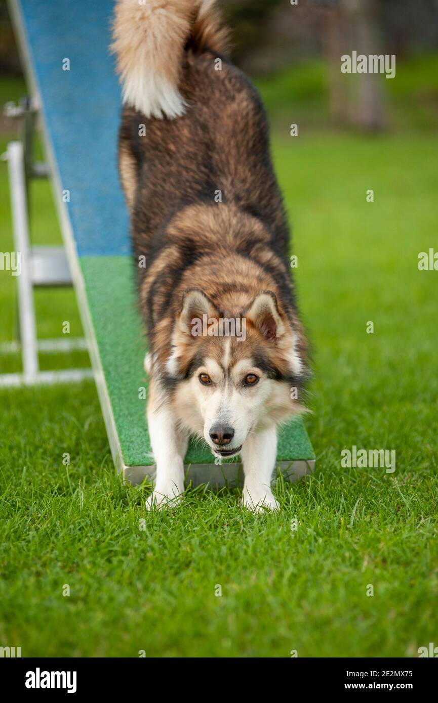 Mutt dog in an Agility Dog track Stock Photo