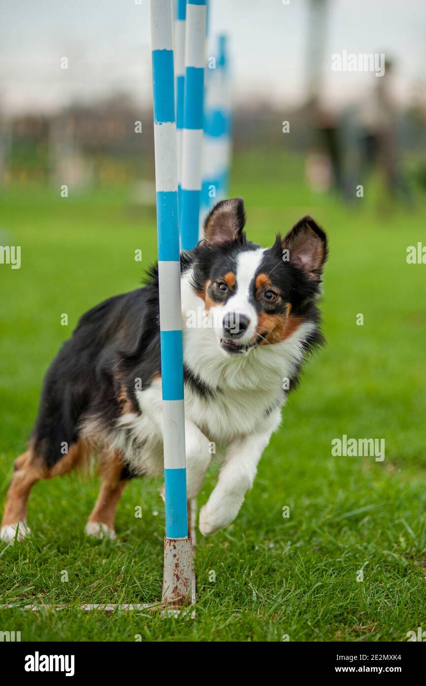 Black tricolor Australian Shepherd dog in an Agility Dog track. Dog is