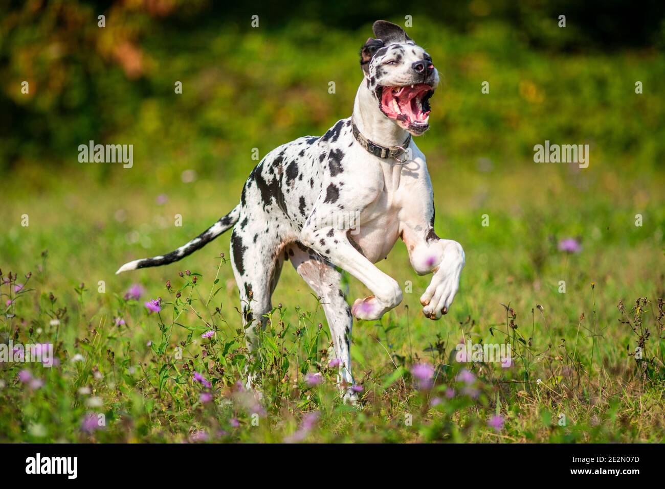 Crazy great danes 2025