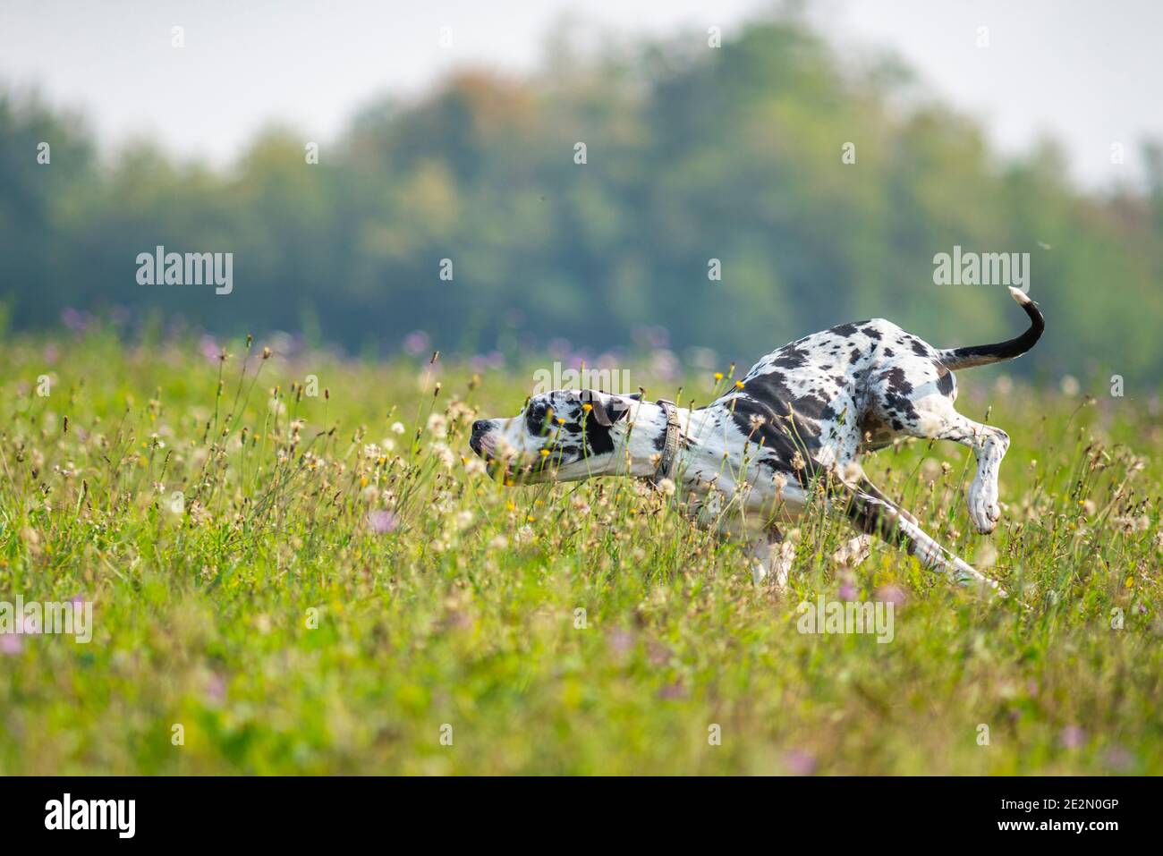 Young harlequin great dane running like crazy in a natural environment