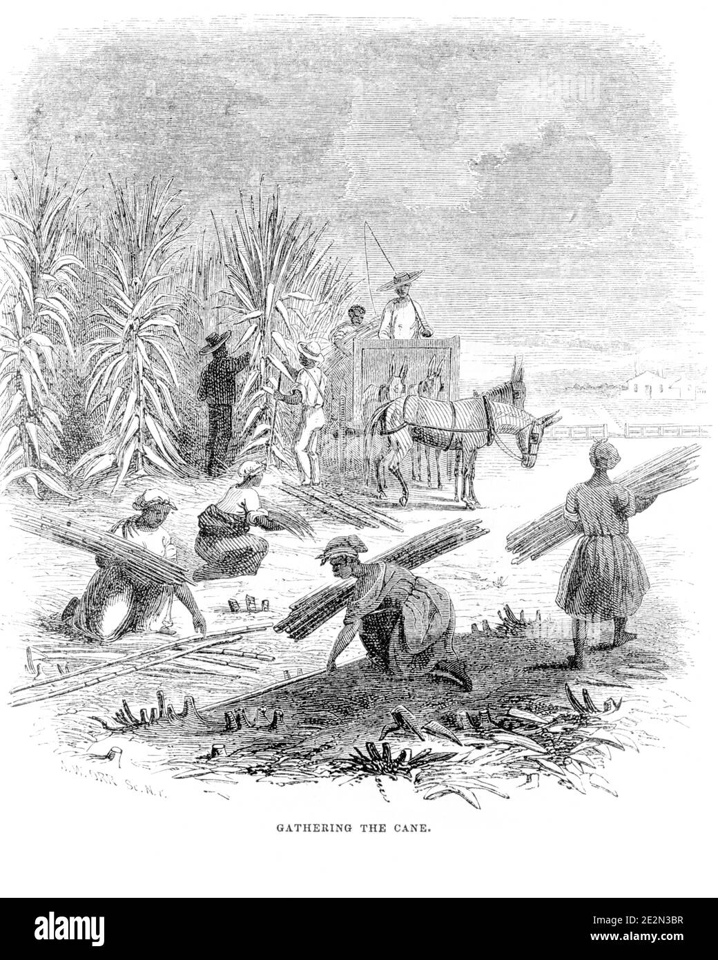 1840s 1850s DRAWING GATHERING SUGAR CANE ANTEBELLUM AFRICAN AMERICAN WORKERS SLAVES HARVESTING SUGAR CANE IN OLD SOUTH USA - o4827 LAN001 HARS JOBS CANE RURAL TRANSPORT UNITED STATES COPY SPACE LADIES PERSONS UNITED STATES OF AMERICA FARMING MALES SUGAR WHEELS TRANSPORTATION AGRICULTURE B&W GATHERING SADNESS NORTH AMERICA FREEDOM HARVESTING SKILL OCCUPATION SKILLS MAMMALS SLAVERY AFRICAN-AMERICANS AFRICAN-AMERICAN OLD SOUTH BLACK ETHNICITY LABOR IN OCCUPATIONS SOUTHERN MULES WAGONS 1850s MAMMAL PLANTATION SLAVE SUGAR CANE YOUNG ADULT MAN YOUNG ADULT WOMAN 1840s ANTEBELLUM BLACK AND WHITE Stock Photo