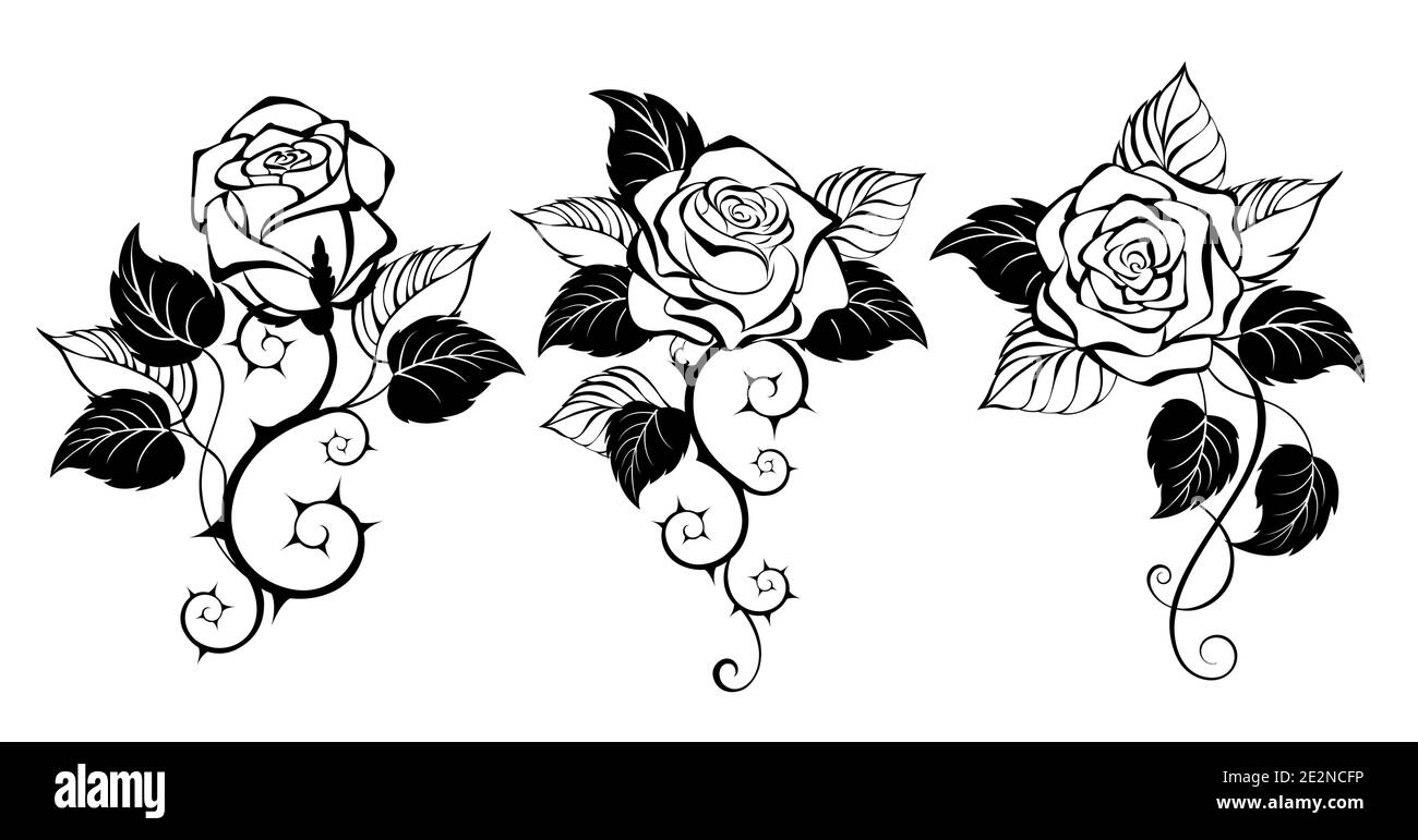 Three, artistically drawn, contour, black, prickly, blooming roses with black leaves on white background. Design with rose. Gothic style. Stock Vector