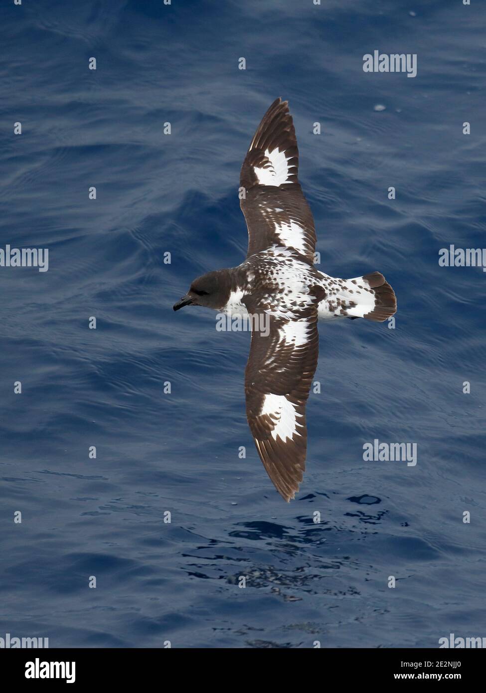 Vertical composition, dorsal view of a Cape Petrel (Daption capense), in flight low over waters of Bransfield Strait, Antarctica 17th Dec 2015 Stock Photo