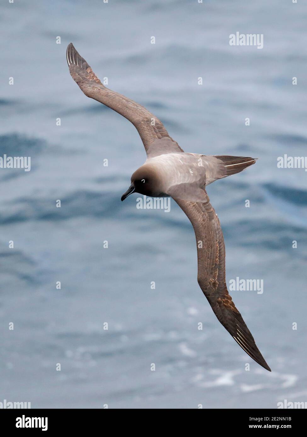 Light mantled albatross hi-res stock photography and images - Alamy