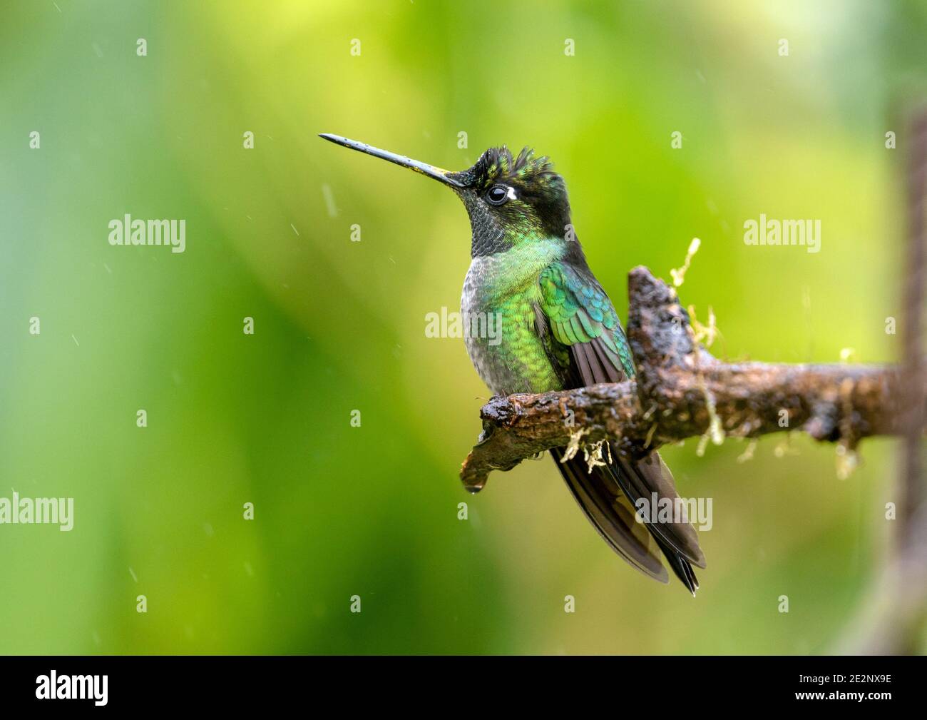Closeup of Talamanca Hummingbird( Eugenes spectabilis) perching on a branch in highlands of Panama. This bird is also found in Costa Rica Stock Photo