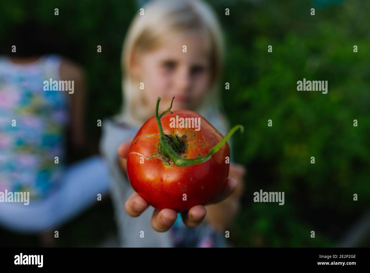 Close up of girl's hand holding a red tomato Stock Photo