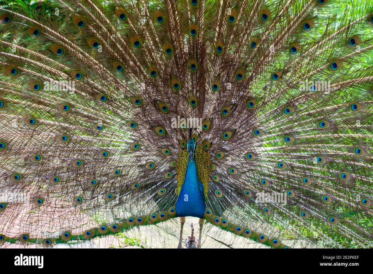 Closeup of a common peacock with an open tail Stock Photo - Alamy