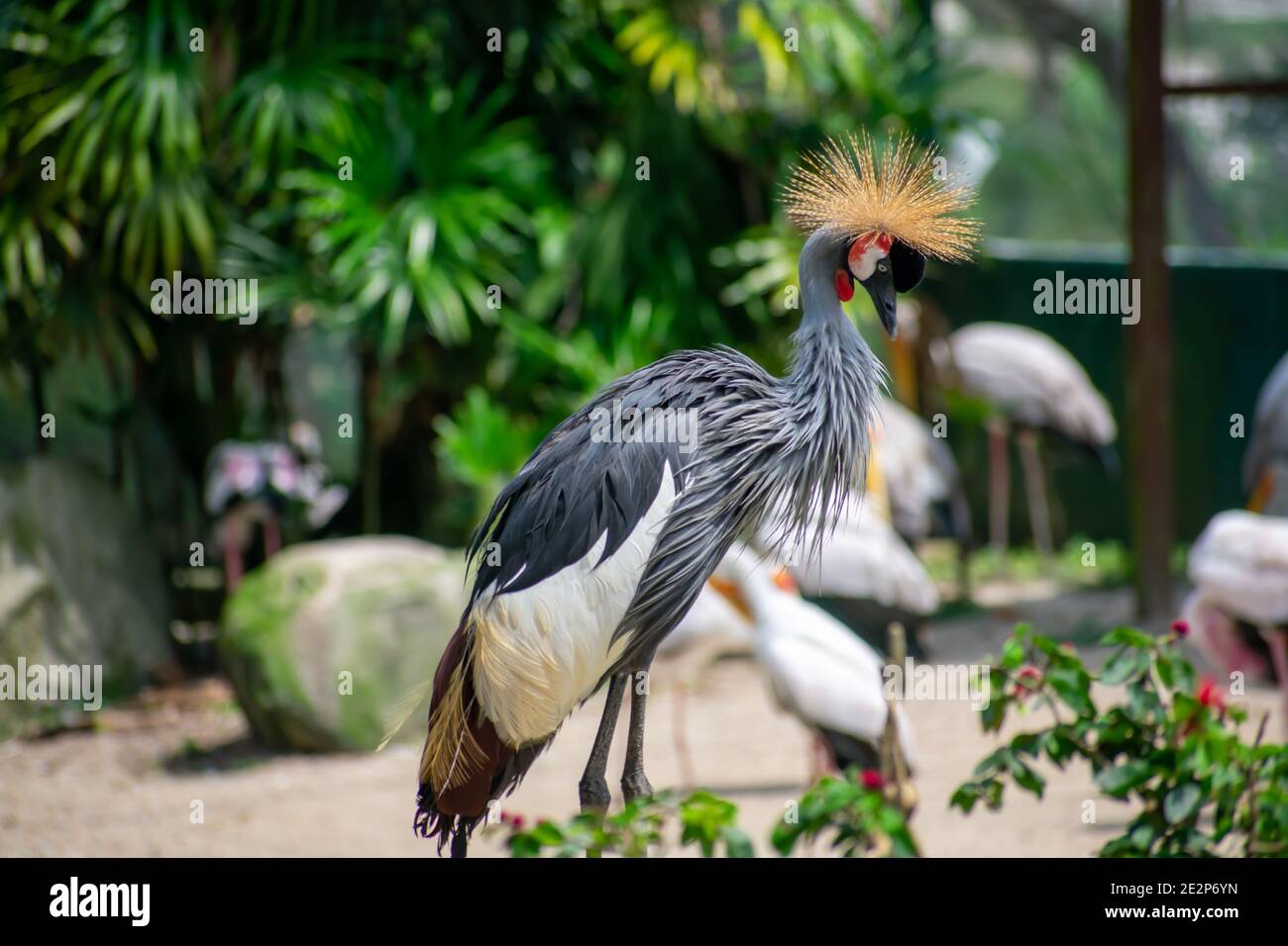 Beautiful gray crowned crane the national bird of Uganda Stock Photo