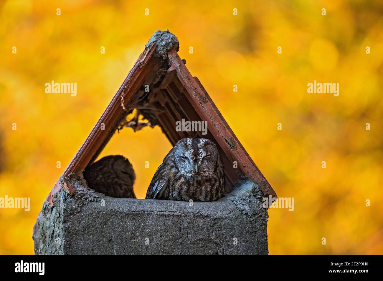 Eurasian Tawny Owl (Strix aluco) male and female resting in chimney at colourful indian summer forest edge, Baden-Wuerttemberg, Germany Stock Photo