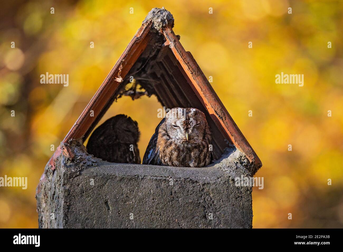 Eurasian Tawny Owl (Strix aluco) male and female resting in chimney at colourful indian summer forest edge, Baden-Wuerttemberg, Germany Stock Photo