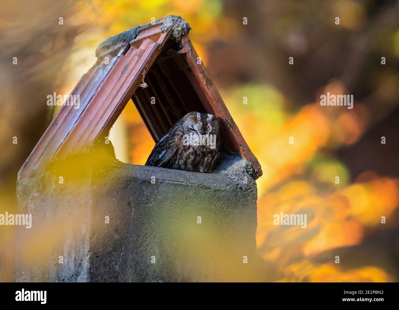 Eurasian Tawny owl (Strix aluco) resting in chimney at colourful indian summer forest edge, Baden-Wuerttemberg, Germany Stock Photo