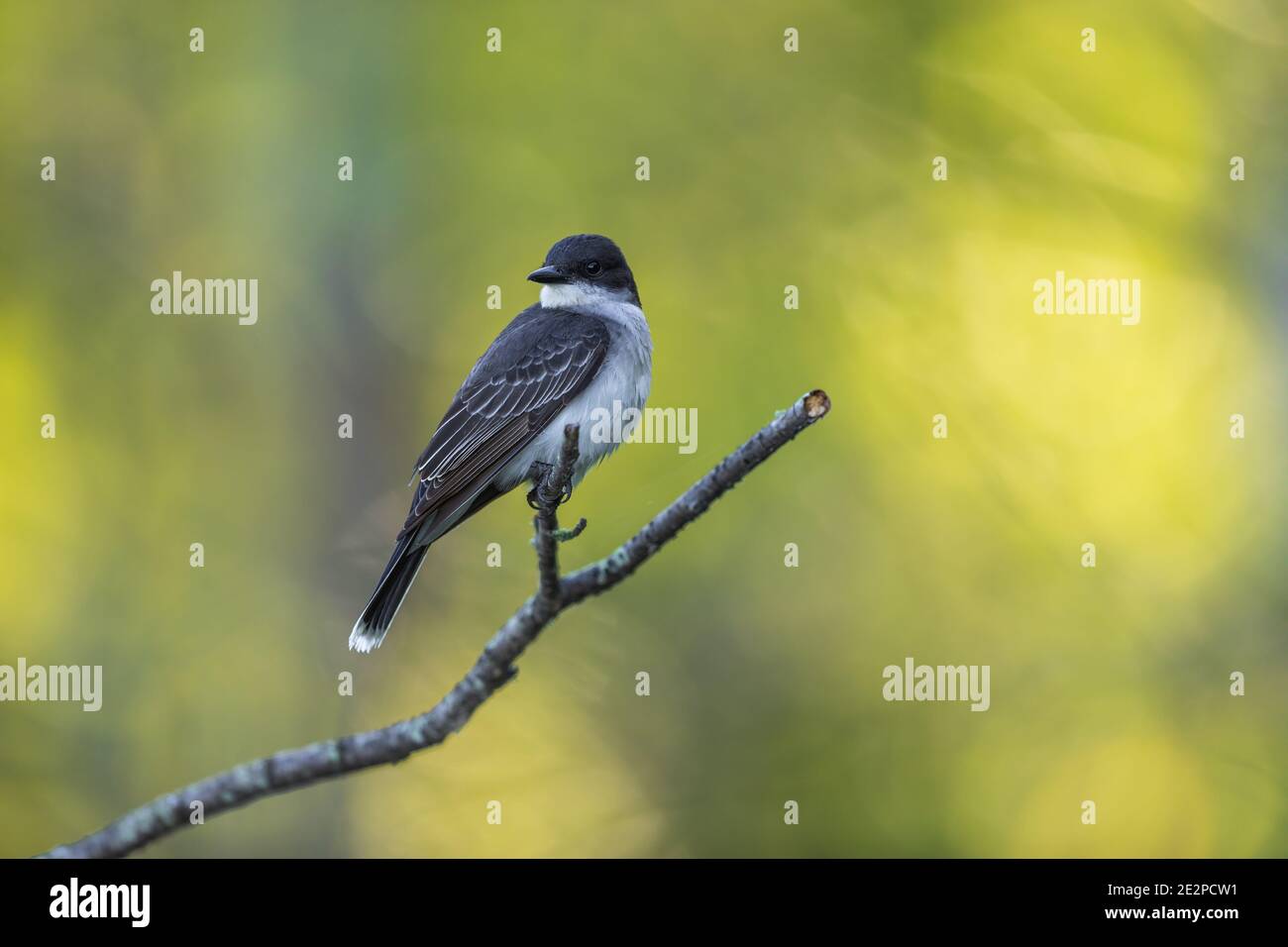 Eastern kingbird in northern Wisconsin Stock Photo Alamy