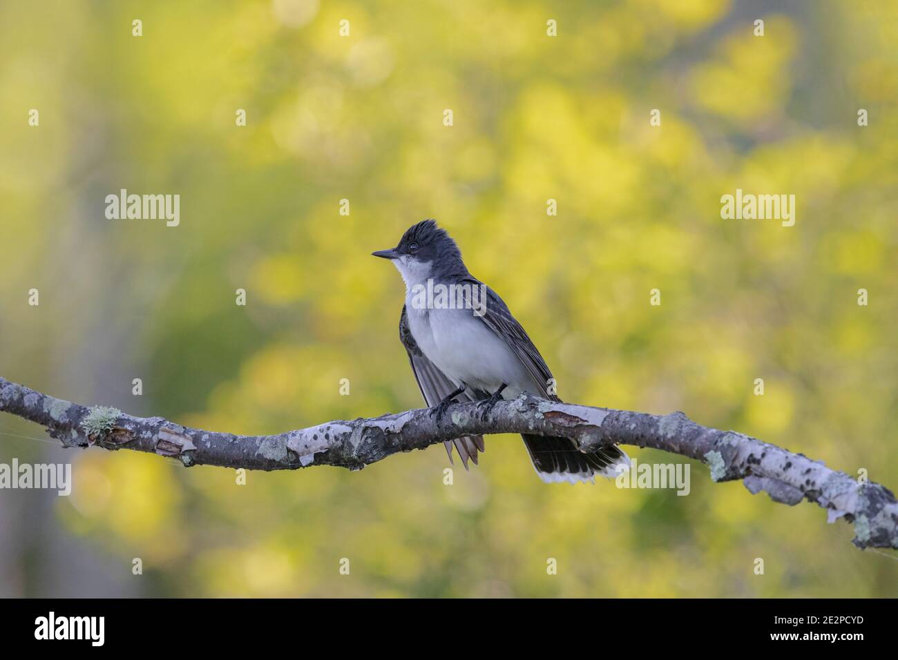 Adult eastern kingbird hires stock photography and images Alamy