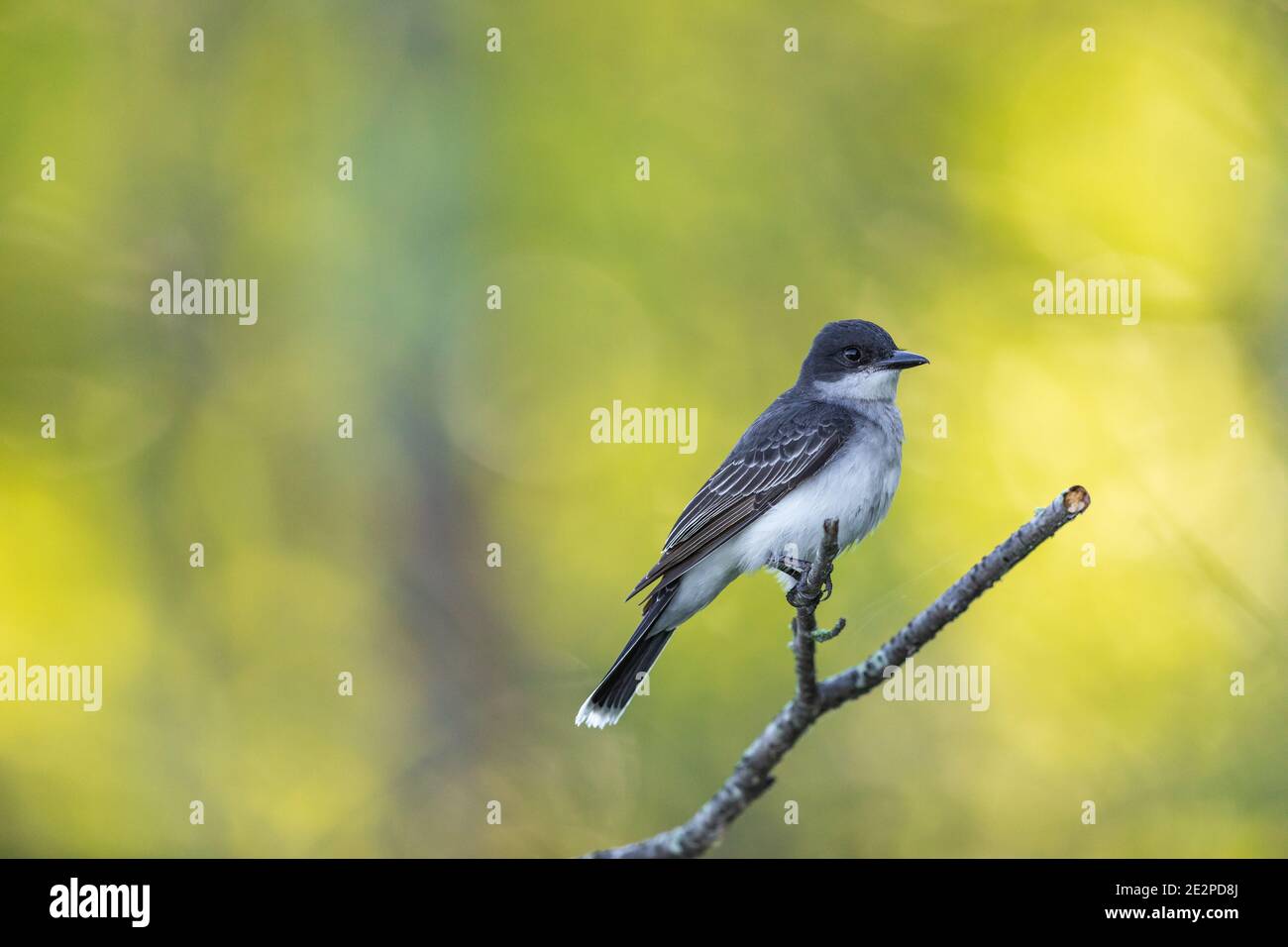 Eastern kingbird in northern Wisconsin Stock Photo Alamy