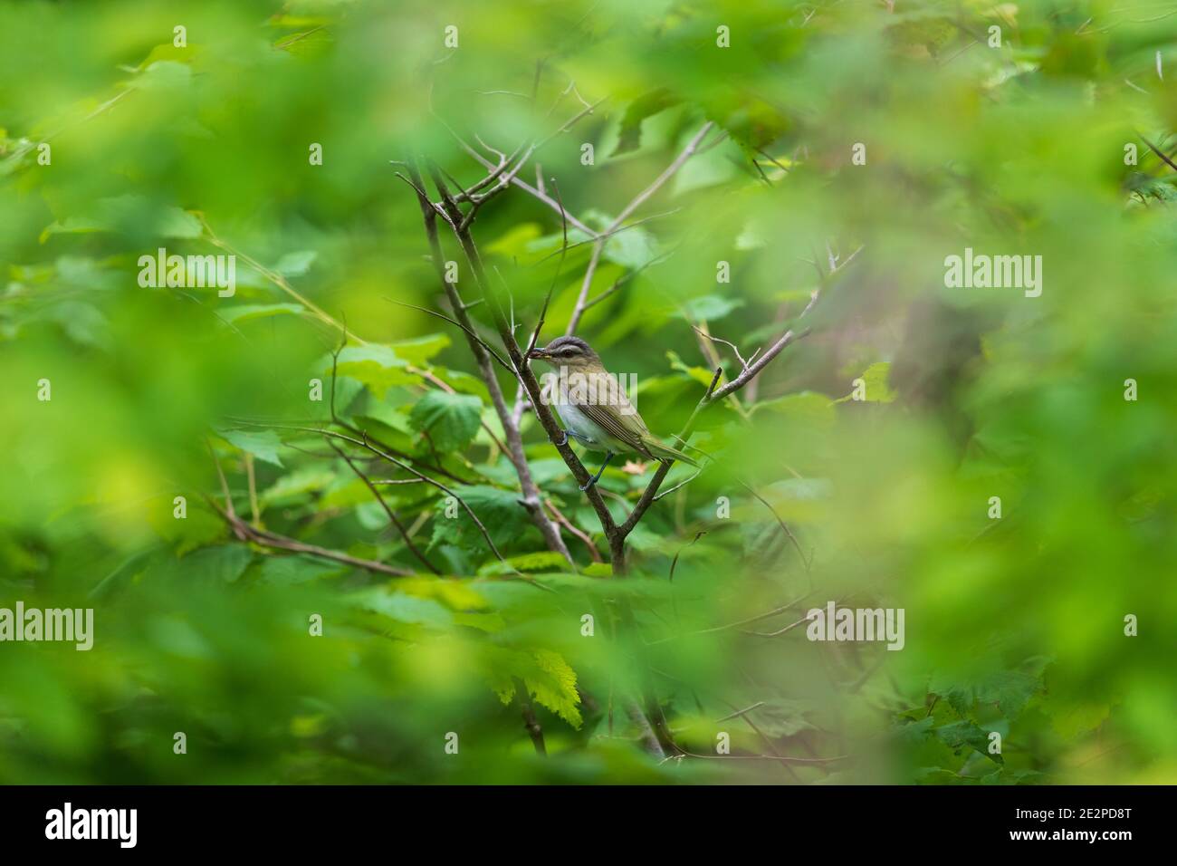 Red-eyed vireo feeding in a northern Wisconsin woodland. Stock Photo