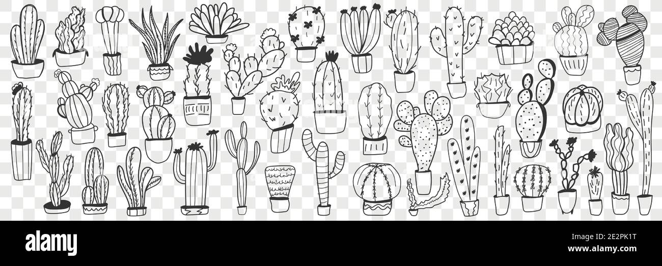 Cactus in pots doodle set. Collection of hand drawn various cactus plants in pots for home growing isolated on transparent background. Illustration of exotic mexican plants for care at home  Stock Vector